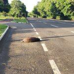 capivara