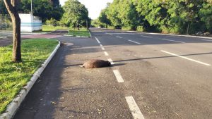 capivara