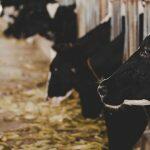 vacas