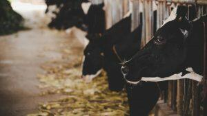 vacas