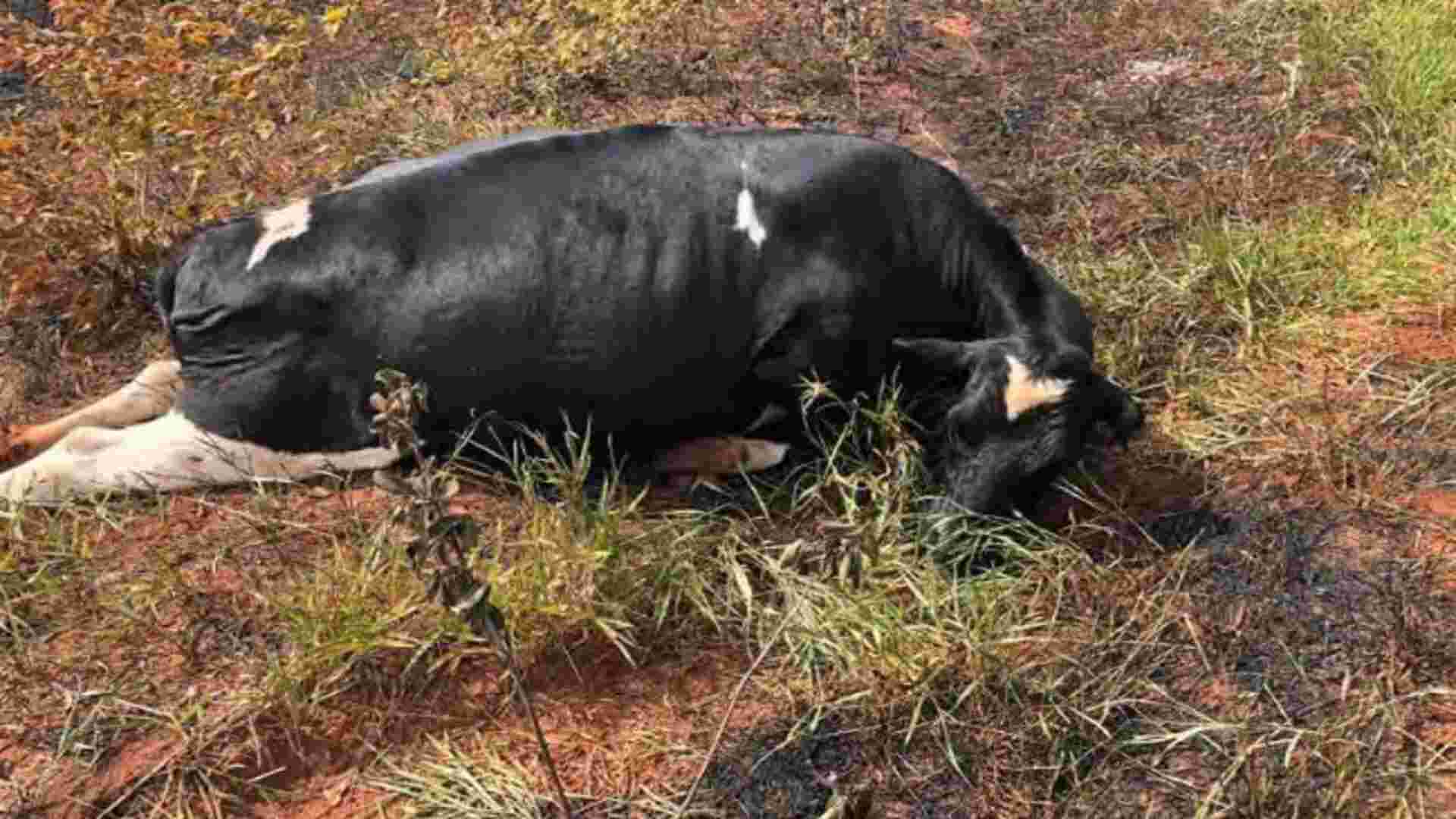 Vaca morta energisa
