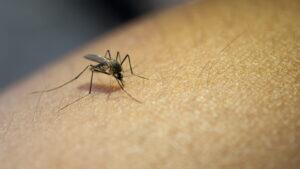 mosquito