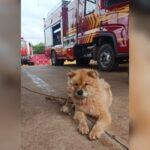Chow Chow