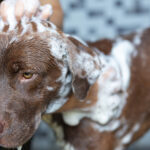 pet shop cachorro animal
