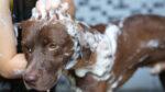 pet shop cachorro animal