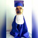 cachorro bob fernandes