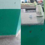 infestação de barata escola