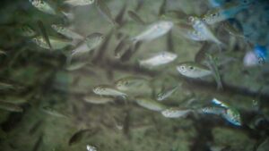 isca peixe piracema