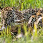 onça pantanal (1)