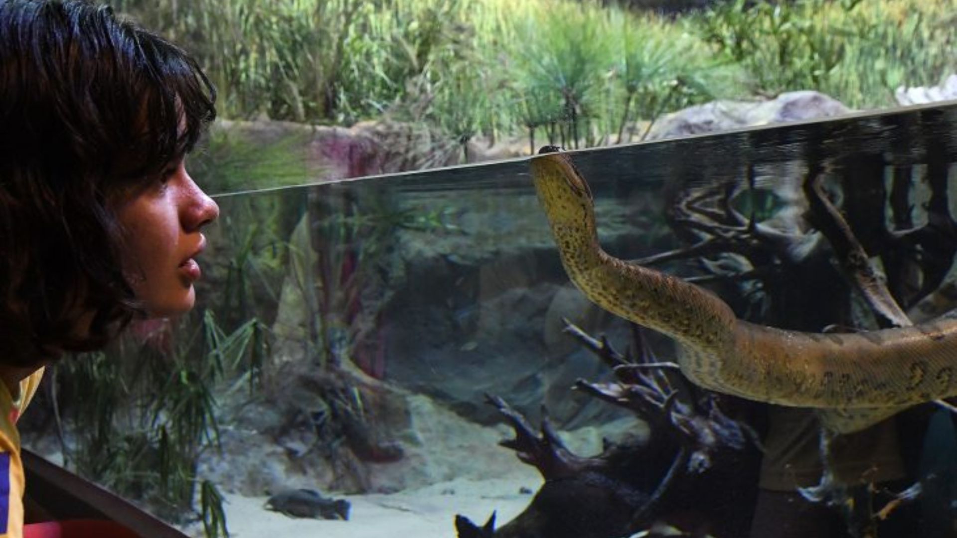 bioparque pantanal