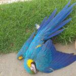 arara