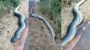 SUCURI TERRA E PAIXÃO