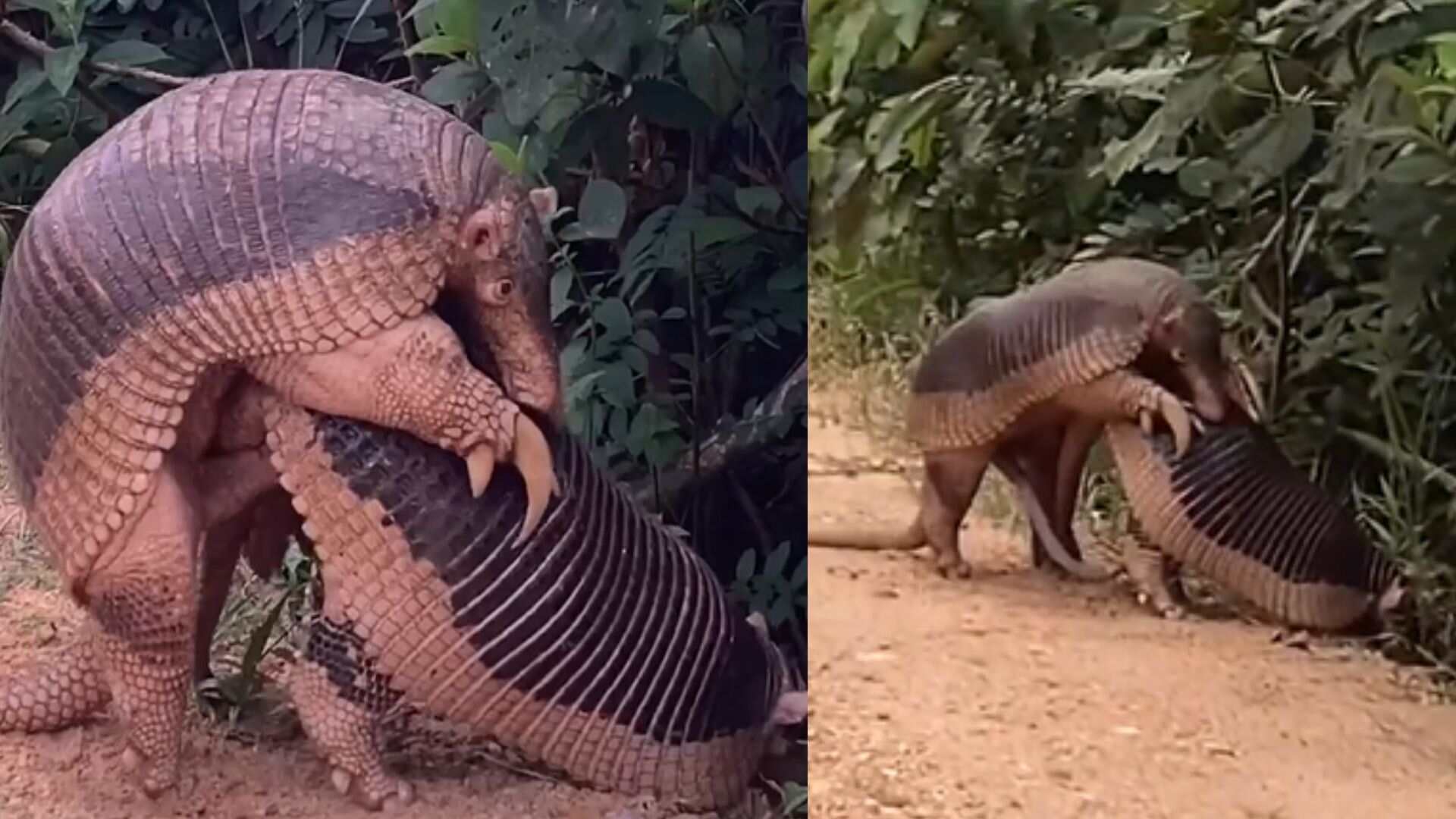tatus tatus-canastra acasalamento