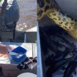 sucuri amarela rouba barco
