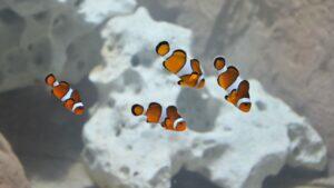 nemo bioparque pantanal