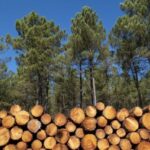 Empresa de serviços florestais de silvicultura oferece 42 vagas de trabalho
