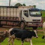 Transporte de cargas vivas