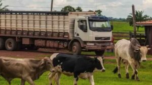 Transporte de cargas vivas