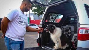 Uber dog pets animais