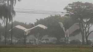 neblina