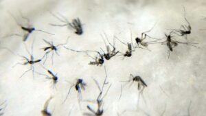 mosquitos-dengue
