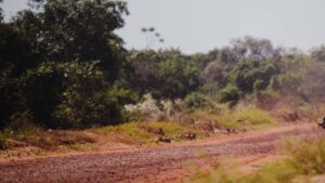 pantanal