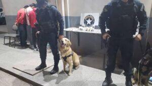 Cães