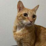 caue-gato-agulha (1)