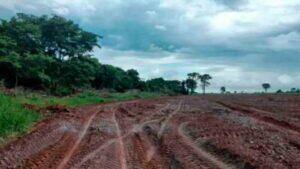 desmatamento fazenda