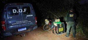 Drogas foram apreendidas em Coronel Sapucaia (Foto: reprodução, DOF)
