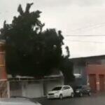 árvore tempestade corumbá