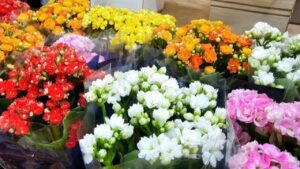 flores finados