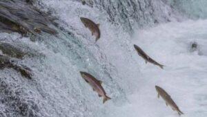 Peixes