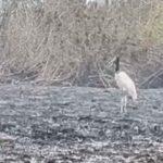 Aves afetadas pelos incêndios no Pantanal