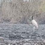 VÍDEO: Incêndios florestais com ‘túnel de fogo’ afetam reprodução de aves no Pantanal