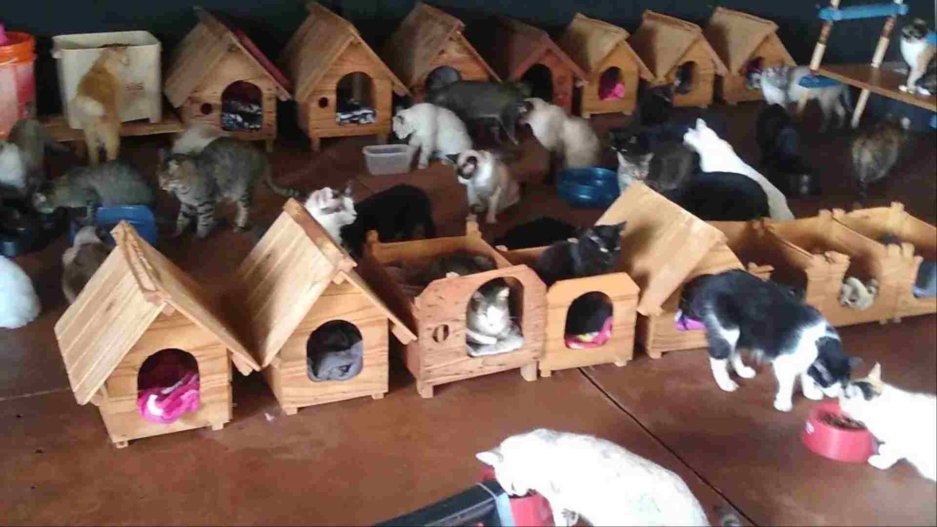 animais resgatados Fiel Amigo