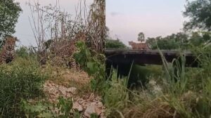 onças atravessam ponte (1)