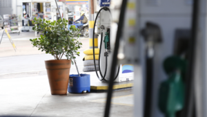 gasolina