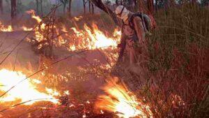 pantanal stf
