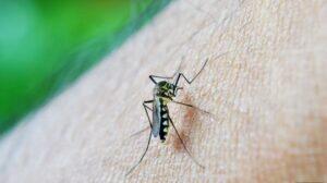 mosquito da dengue