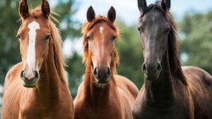 cavalo