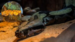 cobra rachel bioparque jiboia