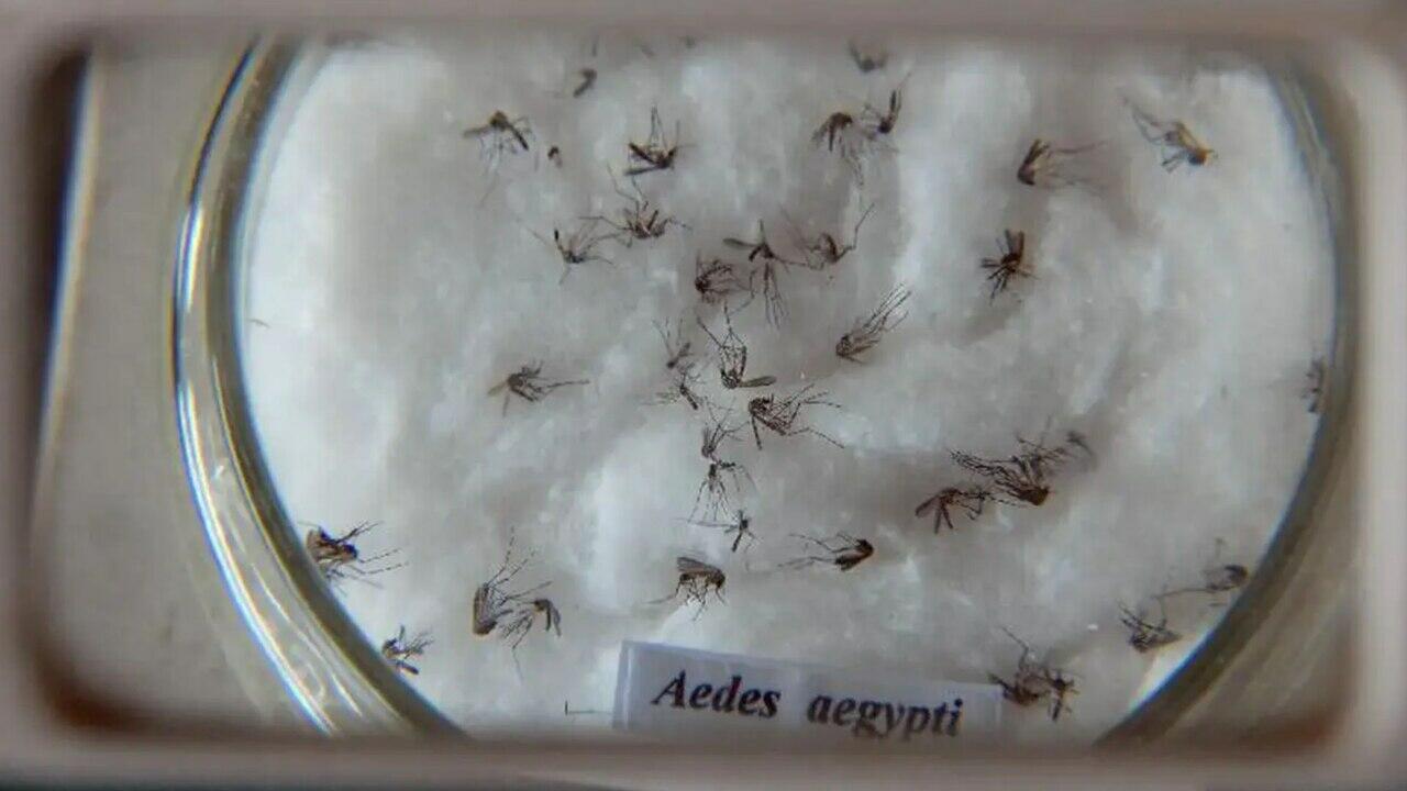 dengue