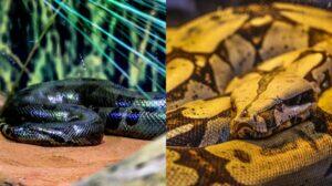 cobra sucuri rachel bioparque