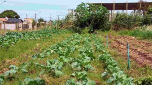 Horta em Campo Grande