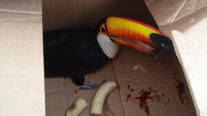 tucano