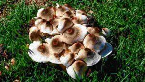 Cogumelos