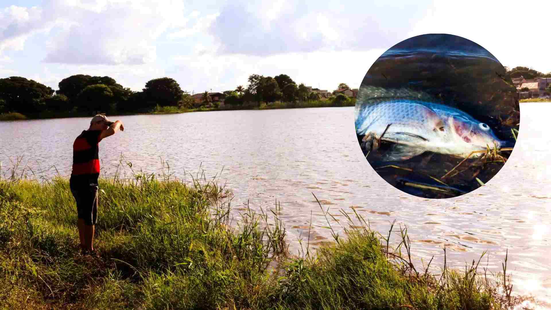 Cadê os peixes? Tilápias aparecem mortas na Lagoa Itatiaia e calor pode ser a causa