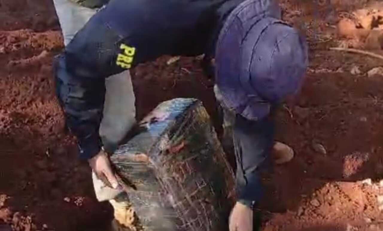 Durante diligência, PRF encontra maconha enterrada em sítio de Dourados