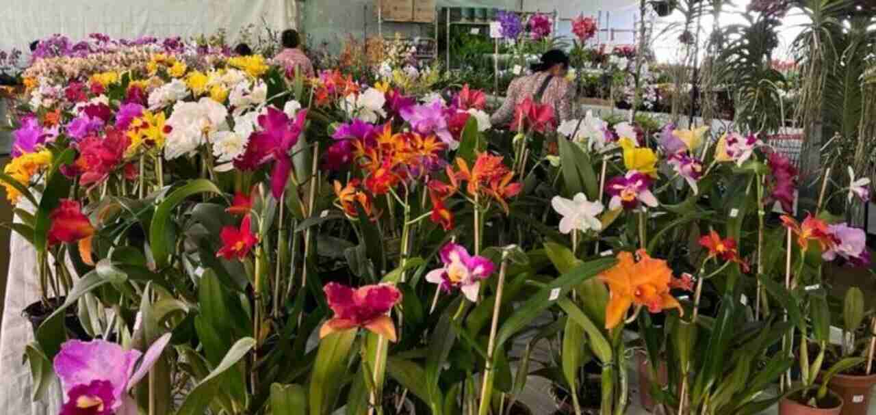 Preços de flores para o Dia da Mães têm variação de até 250% em Dourados